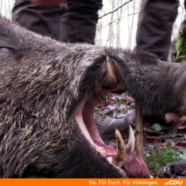 Roland Theis MdL bringt Wildschweinproblematik in den Umweltausschuss des Landtages