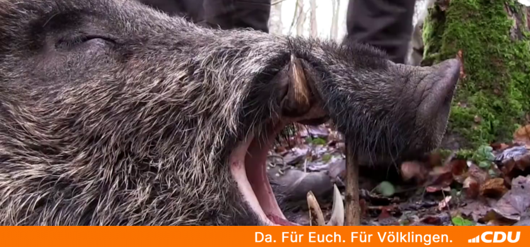 Roland Theis MdL bringt Wildschweinproblematik in den Umweltausschuss des Landtages